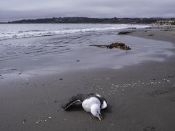 La fauna se ha visto severamente afectada en la costa La Boca del Concón, en Valparaíso, Chile. EFE/ Adriana Thomasa