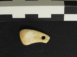 Vista superior del diente perforado de ciervo descubierto en la cueva Denisova, en el sur de Siberia. ARCHIVO/EFE