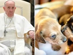 Papa Francisco criticó a las parejas que tienen mascotas en lugar de hijos. ESPECIAL
