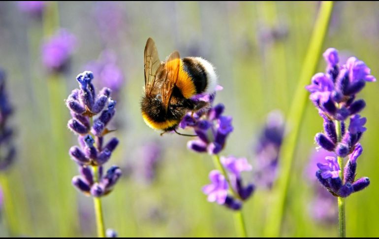 El 75% de los cultivos de alimentos dependen de la polinización de insectos como las abejas, al igual que el 90% de las plantas silvestres con flores. ESPECIAL/Unsplash