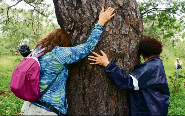Especialistas recomiendan tener contacto frecuente con la naturaleza. EL INFORMADOR/ A. Navarro