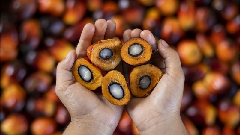 La producción del aceite de palma, la cual es considerada dañina para el medio ambiente, podría terminar aumentando debido al uso de grasas animales para la elaborar biocombustibles. GETTY IMAGES