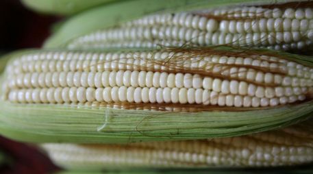 El Gobierno de México emitió un decreto en diciembre de 2020 para prohibir el uso, producción, comercialización y distribución de maíz transgénico. EFE/Archivo