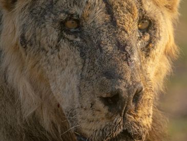 Asesinato de leones destaca el conflicto entre humanos y vida silvestre en África. AP/J. Briggs
