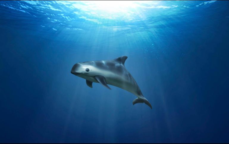 El Presidente señaló que se están cuidado las vaquitas marinas y hay constancia de que se conserva, incluso que se están reproduciendo en los últimos tiempos y que por eso le agradece al presidente Biden. AP / ARCHIVO