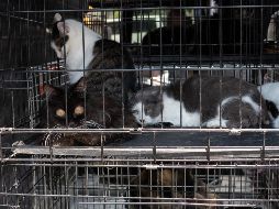 Se estima que el riesgo para los propietarios de felinos, veterinarios y otras personas que pueden estar especialmente expuestas a gatos portadores del H5NI sin equipo de protección es de bajo a moderado. AFP / ARCHIVO