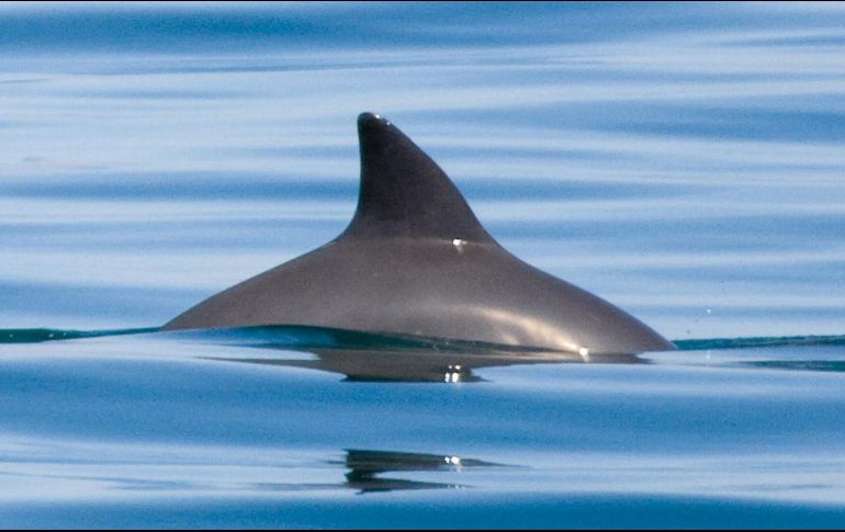 El 18 de julio se conmemora el Día Internacional de la Vaquita Marina, para generar conciencia del peligro en el que está la especie. AP/Archivo