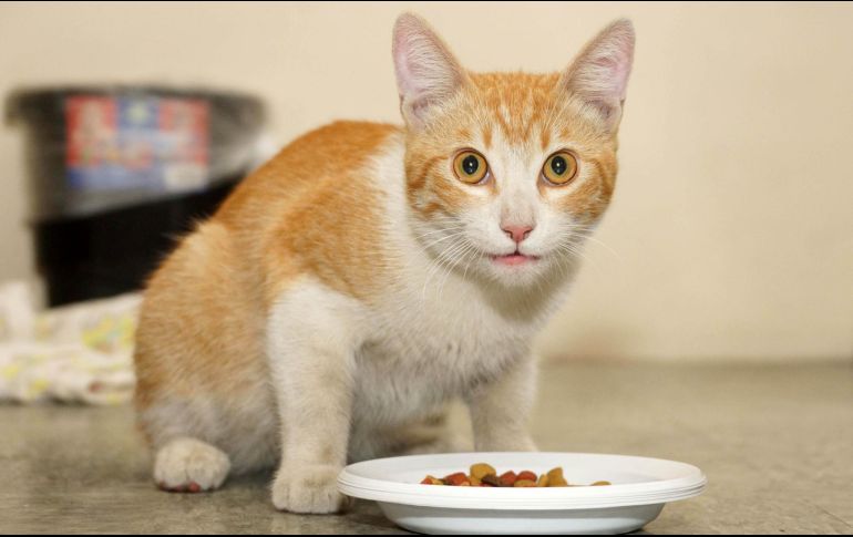 Lo ideal es que el veterinario recomiende el alimento que mejor le sentará a las mascotas. SUN/Archivo
