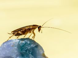 Uno de los insectos más comunes son las cucarachas, las cuales se pueden encontrar en cualquier parte de las calles e incluso dentro de los hogares. ESPECIAL / Erik Karits vía UNSPLASH