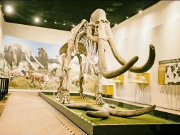 La exposición ubicada en el Museo de Paleontología, permanecerá hasta marzo de 2024. EL INFORMADOR/ Archivo