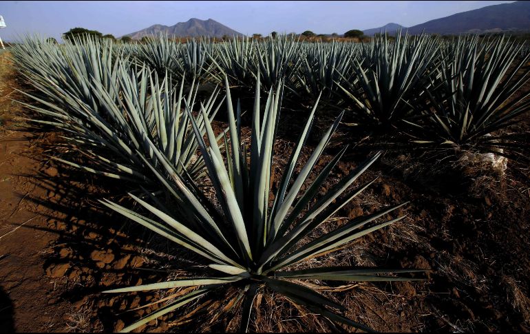 Visitar hermosos destinos turísticos siempre nos deja con ganas de más. INFORMADOR/ARCHIVO