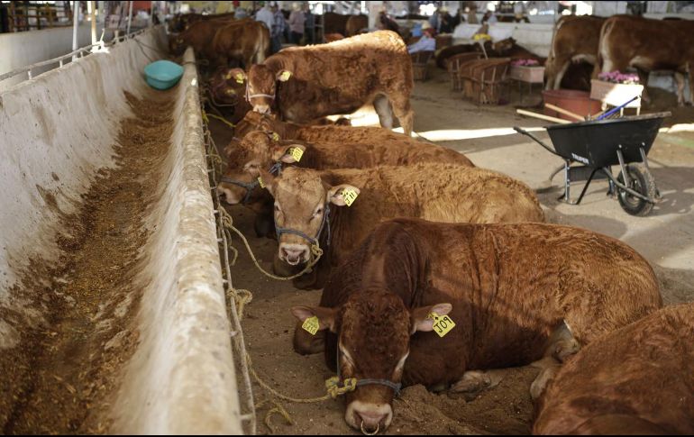 La muerte de los animales se ha identificado principalmente en los municipios de Los Altos y zona Norte de Jalisco. EL INFORMADOR/ARCHIVO