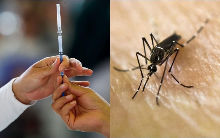 La infección por el virus del dengue suele producir síntomas similares a los de la gripe, pero en algunas ocasiones puede evolucionar a cuadros graves de la enfermedad, el temido 