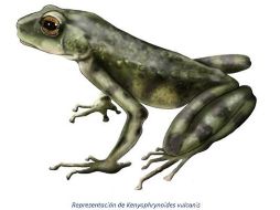 Había que comparar sus rasgos, su forma y su color, así como su ADN, revelando los resultados que no sólo se trataba de una nueva especie. ARCHIVO / EFE / EDB-CSIC