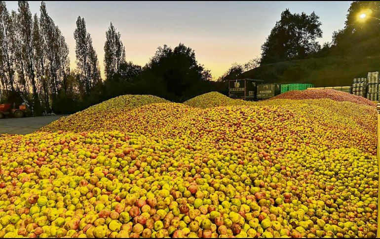 Todavía este mes se cosecharon manzanas de los campos del País Vasco. CORTESÍA