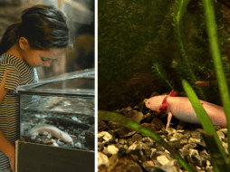 Si deseas adoptar un axolote, es posible gracias a una campaña lanzada por la UNAM. Sun/ Archivo.