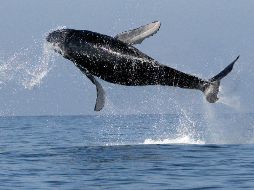 Las ballenas vienen a aguas mexicanas para dar a luz; en Puerto Vallarta se pueden ver desde la costa. EL INFORMADOR / ARCHIVO