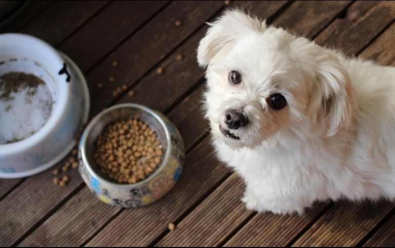 FDA recomienda que hay que evitar dejar la comida de nuestro perro en su plato durante muchas horas. ESPECIAL/ unsplash.