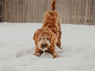 ¿Tu mascota se encuentra entre las razas que soportan menos el frío? ESPECIAL/ Pixabay
