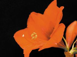 Amarilis. Esta planta se caracteriza por sus flores de un color rojo brillante. ESPECIAL
