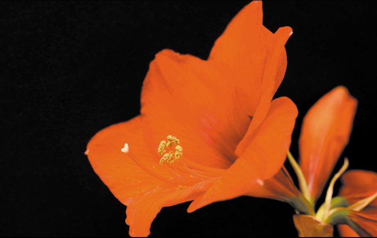 Amarilis. Esta planta se caracteriza por sus flores de un color rojo brillante. ESPECIAL