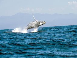 El clima de Vallarta también es del gusto de las ballenas jorobadas. CORTESÍA