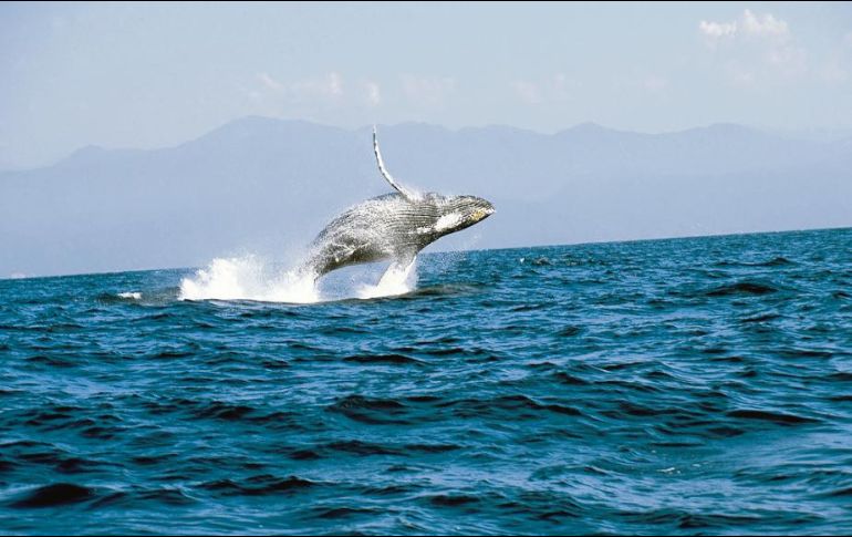 El clima de Vallarta también es del gusto de las ballenas jorobadas. CORTESÍA