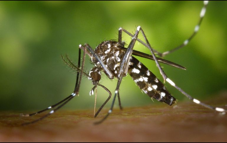 Más de 27 mil  infectados por dengue en Honduras. ESPECIAL/ Pixabay