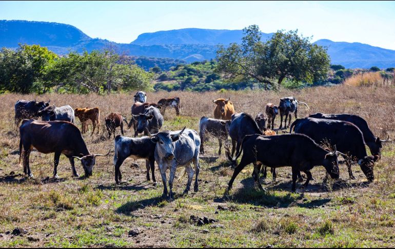 Cerca de 600 cabezas de ganado componen pastan en la dehesa. EL INFORMADOR/A. Navarro