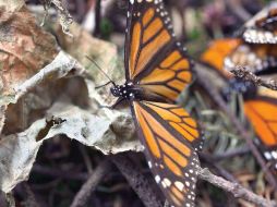 Según el Fondo Mundial para la Naturaleza (WWF), el cambio climático, la reducción del hábitat y el uso de herbicidas son algunas de las amenazas. SUN / ARCHIVO