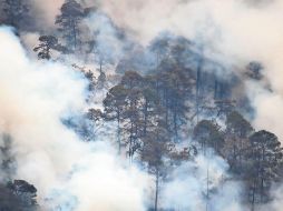 Jalisco es el más afectado por incendios en bosques