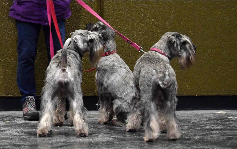 En sus versiones miniatura, estándar o gigante, los Schnauzer son ideales para aquellos que no toleran su ropa llena de pelo de perro. AFP / ARCHIVO