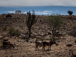 La Unión Ganadera calcula que el año pasado se perdieron unas 40 mil cabezas de ganado en Jalisco. EL INFORMADOR/Archivo