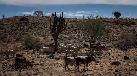 La Unión Ganadera calcula que el año pasado se perdieron unas 40 mil cabezas de ganado en Jalisco. EL INFORMADOR/Archivo