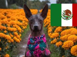 Estas son las razas de perro originarias de México