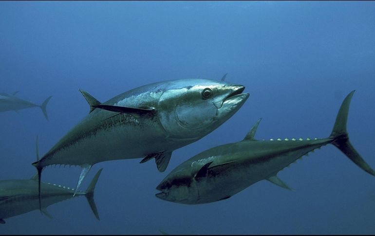 El atún es un alimento rico y muy consumido en el mundo entero. EFE/ ARCHIVO