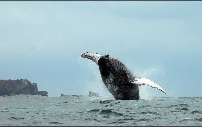 El canto de las ballenas barbadas (misticetos) entre las que se incluyen especies como la jorobada, azul, gris, minke, de aleta o rorcual boreal/austral, cautiva a la sociedad desde que los primeros pescadores comenzaron a surcar los mares. EFE / ARCHIVO