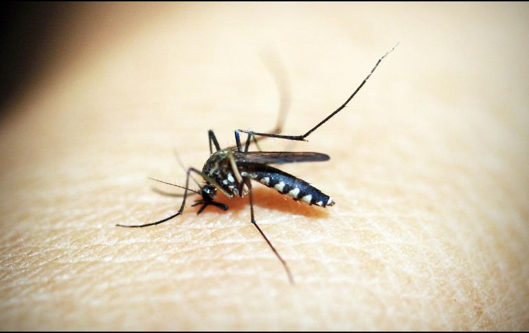 El dengue es una enfermedad transmitida por la picadura de mosquitos infectados. Pixabay