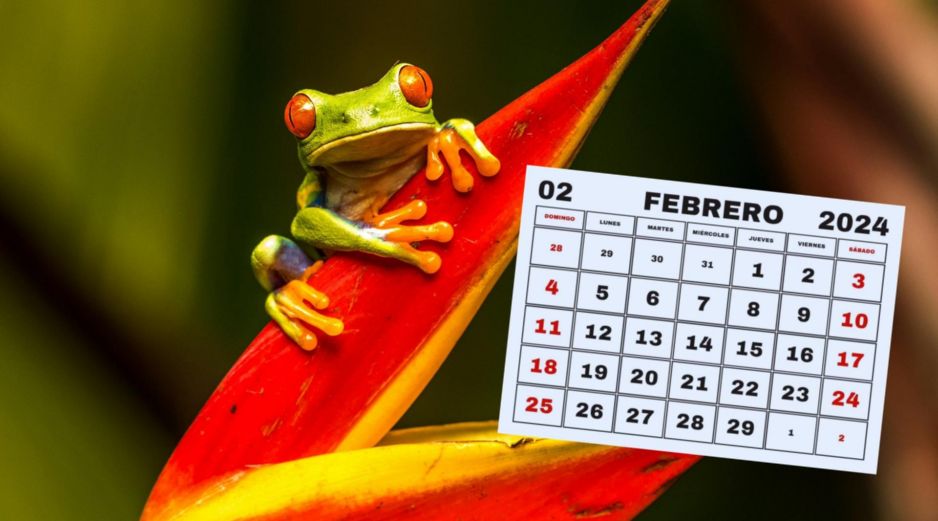 Estos anfibios son reconocidos por sus habilidades de salto. ESPECIAL/Foto de Z. Macháček en Unsplash