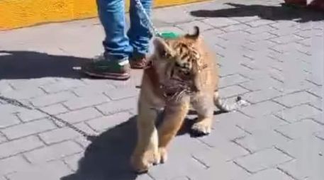 A través de redes sociales, circula un video y fotografías en donde se puede ver cómo un hombre trae de una cadena un cachorro de tigre. ESPECIAL.