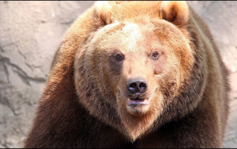 Este estudio revela que existe una mutación en su pelaje. EL INFORMADOR/ARCHIVO