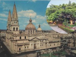 Guadalajara tiene entre sus calles árboles de más de un siglo de vida. EL INFORMADOR/ ARCHIVO