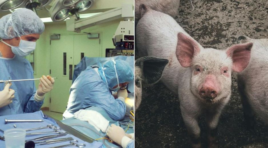 Los científicos desactivaron retrovirus endógenos del cerdo para minimizar posibles infecciones. UNSPLASH / D.  Renco /  National Cancer Institute / ARCHIVO