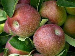 La manzana tiene diversos beneficios para la salud. AP / ARCHIVO