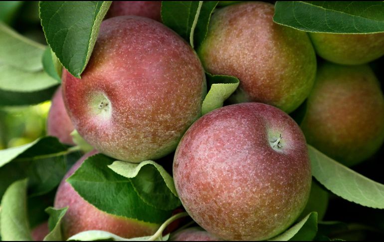 La manzana tiene diversos beneficios para la salud. AP / ARCHIVO