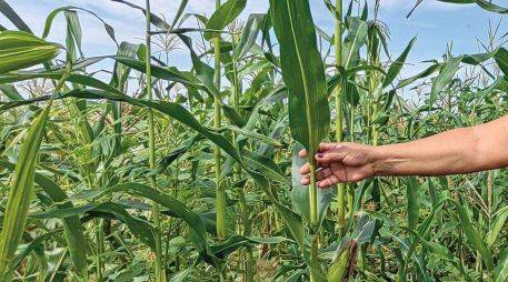 Este alimento que se encuentra desde tiempo prehispánico en la región, te ayudará a mantenerte fuerte y sano por sus componentes beneficiosos. SUN / ARCHIVO