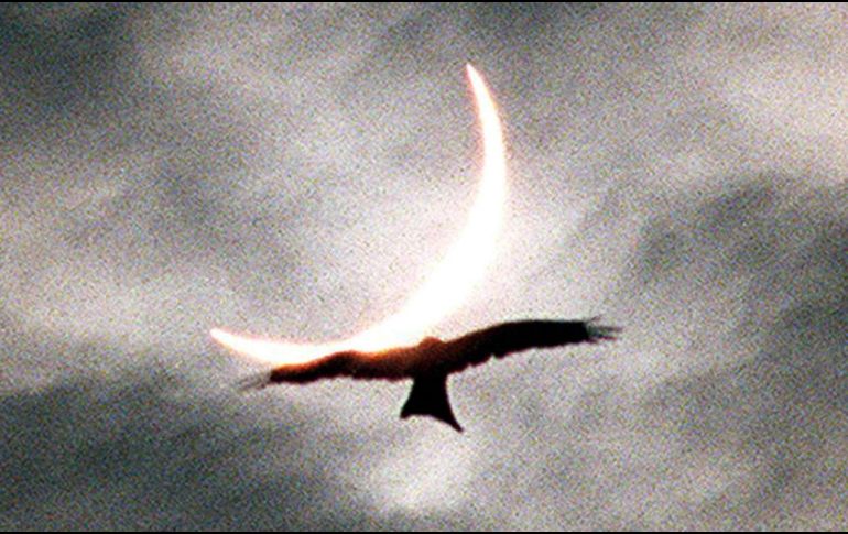 Durante los eclipses solares se ha podido observar a algunas aves acurrucarse o volando de regreso a sus nidos, como si fuera el atardecer. AFP / ARCHIVO