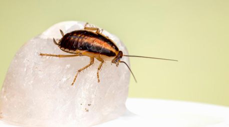 Las cucarachas son una de las plagas más resistentes. Unsplash/E. Karits
