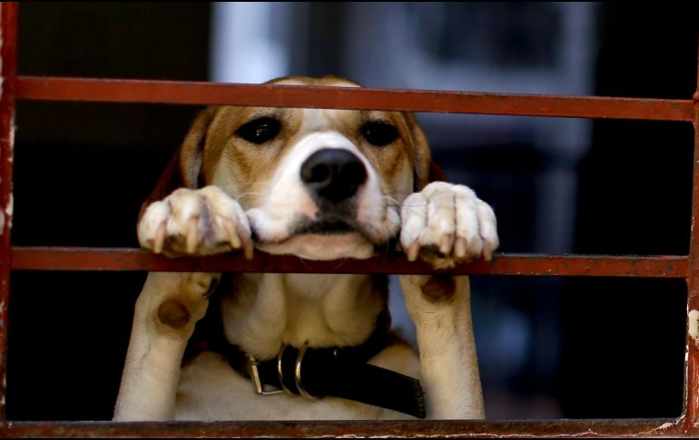 Los perros ya no serán impedimento para que a sus dueños no les renten una casa. (AP / ARCHIVO