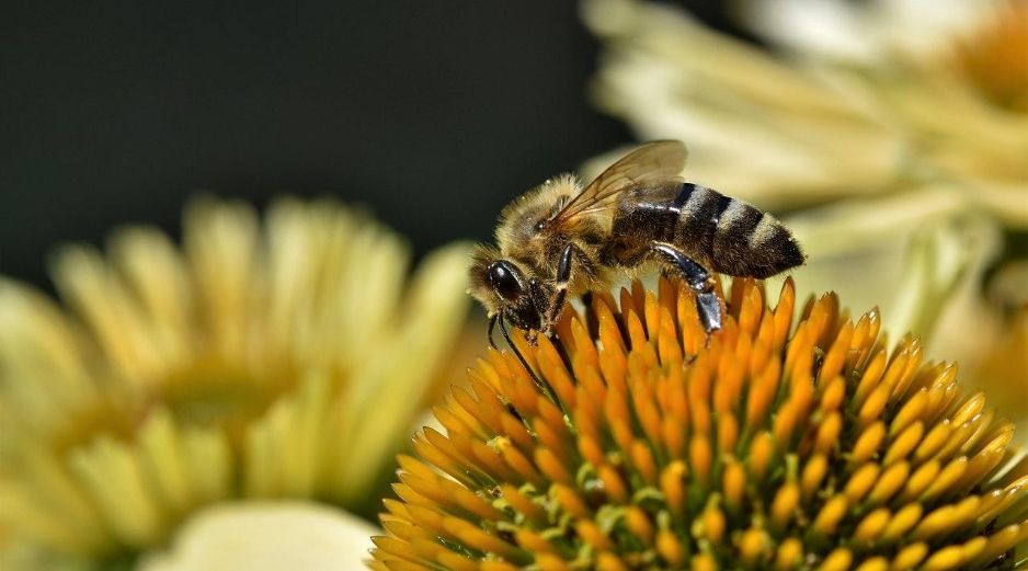 En general, los insectos no atacan a menos que se sientan amenazados, por lo que mantener la calma y no moverse es importante si se encuentran cerca de abejas. Pixabay.
